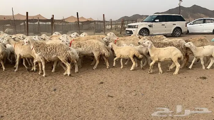 غنم خلفات حرش عددها 75 تحتها 75 12