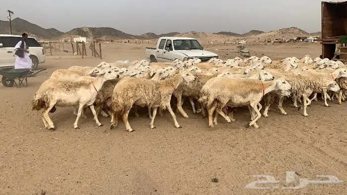 غنم خلفات حرش عددها 75 تحتها 75 13