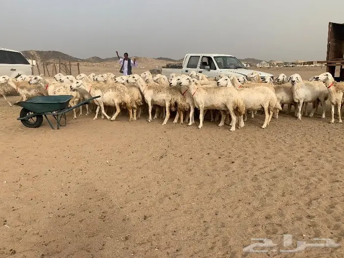 غنم خلفات حرش عددها 75 تحتها 75 0