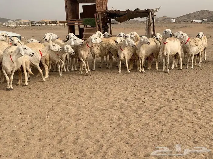 غنم خلفات حرش عددها 75 تحتها 75 1