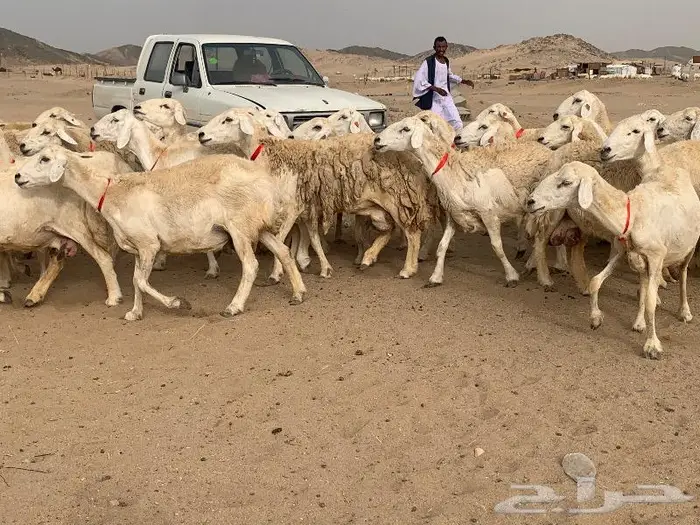 غنم خلفات حرش عددها 75 تحتها 75 2