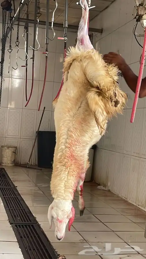 ذبايح حرية تيوس سواكني باسعار طيبة 3