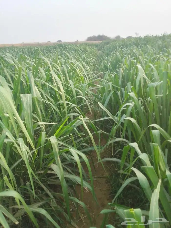 شتلات بونيكام اسباني 0