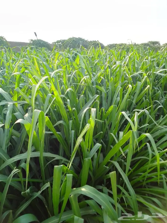 شتلات بونيكام اسباني 5