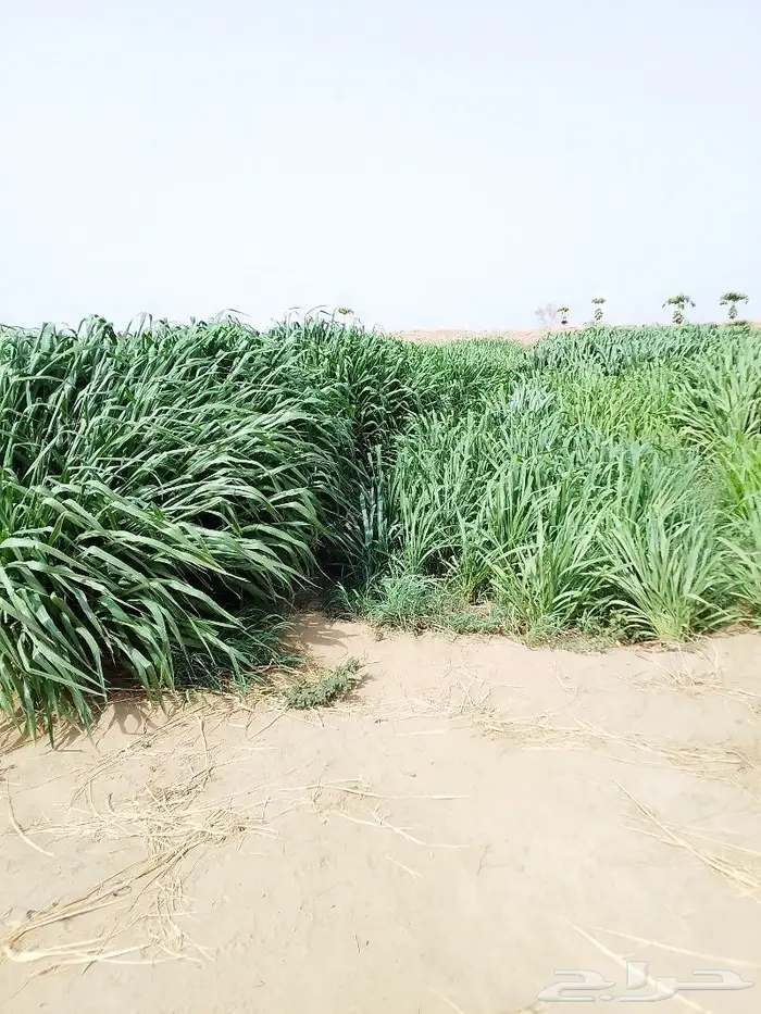 شتلات بونيكام اسباني 2