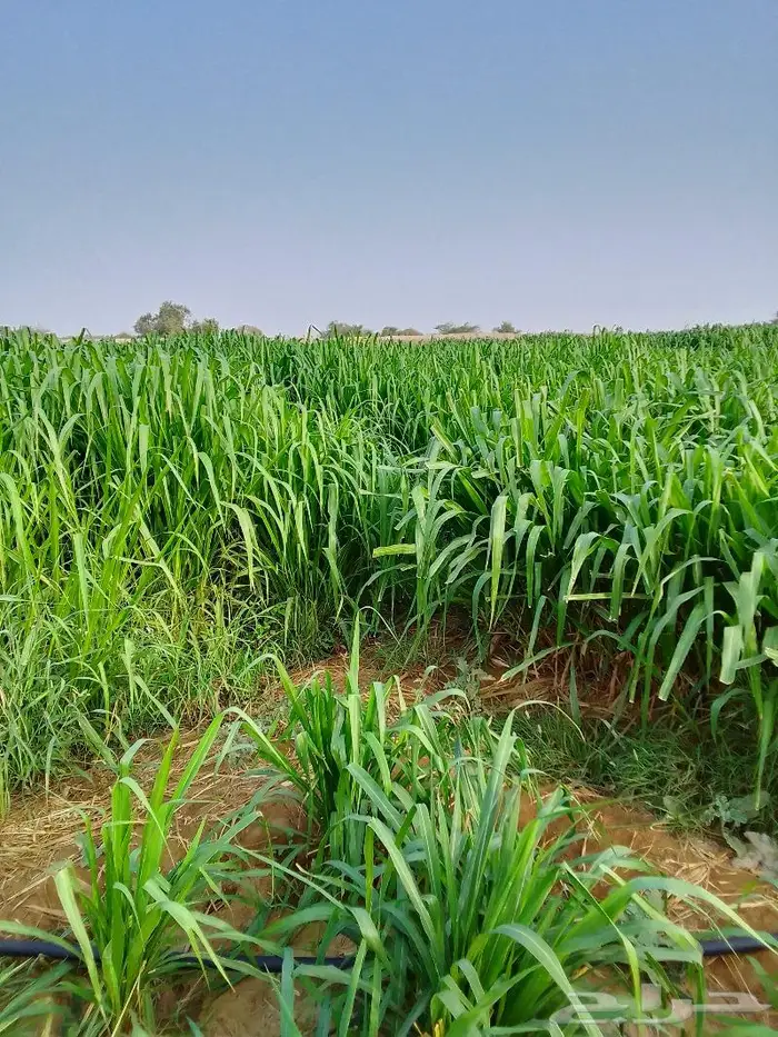 شتلات بونيكام اسباني 3