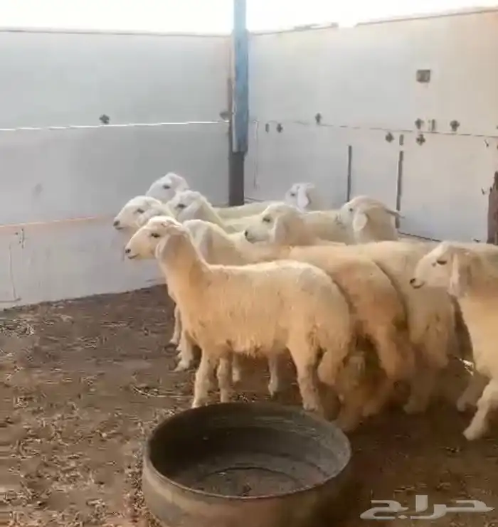 ذبايح حرية تيوس سواكني باسعار طيبة 4