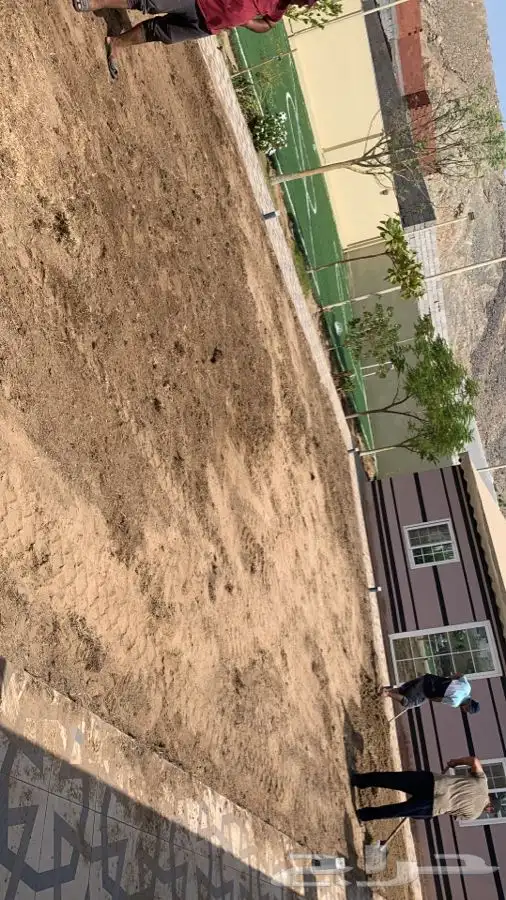 ثيل انجليه طبيعي جوده عاليه مضمونه 12