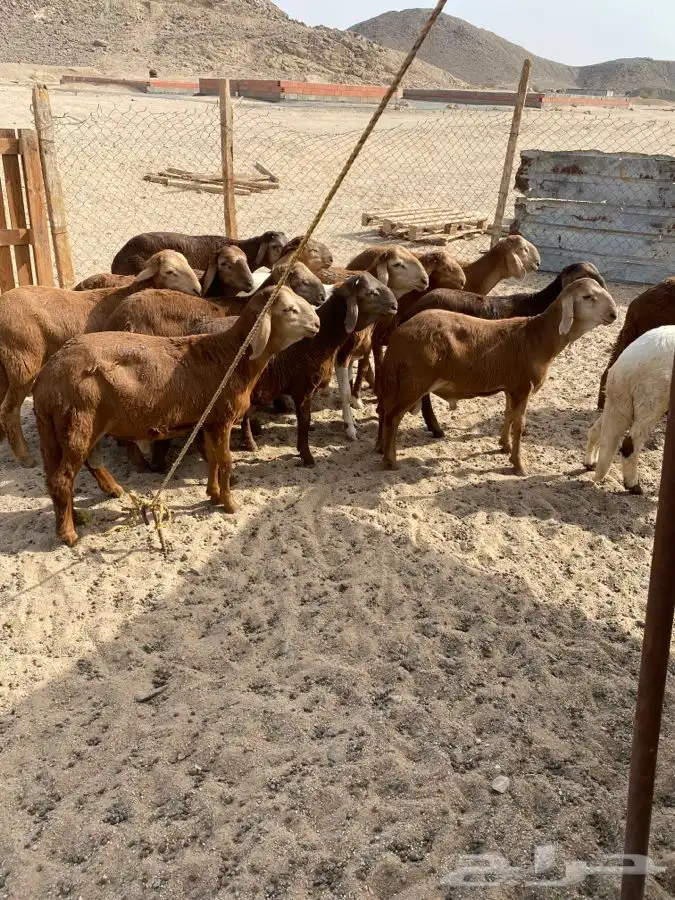 الشميسي البوابه مكه 1