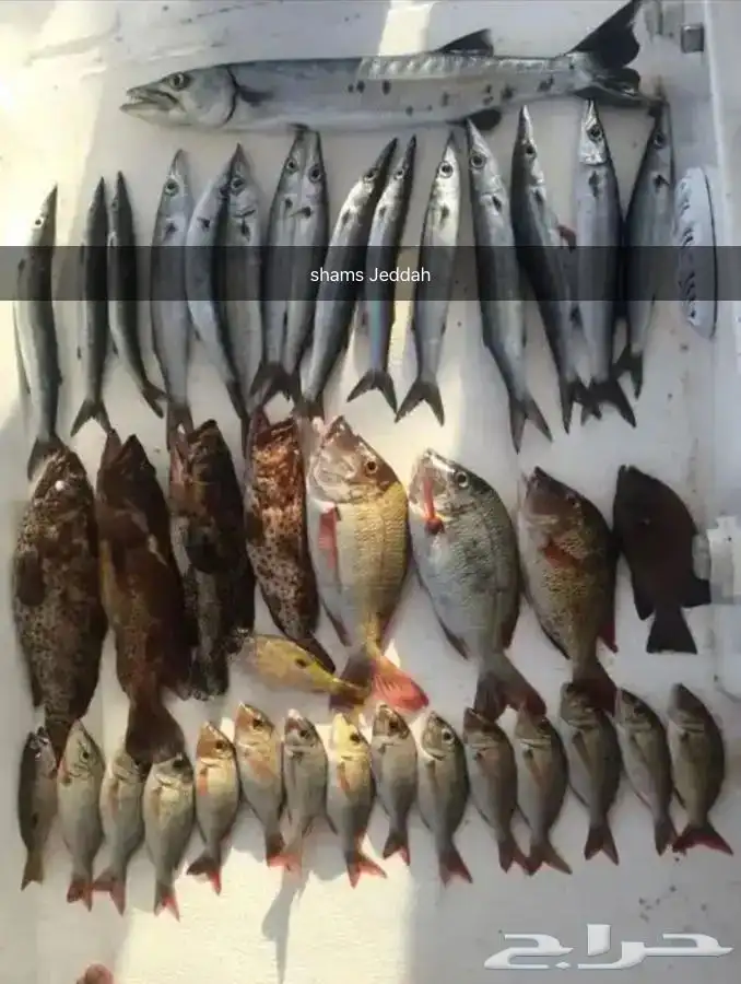 رحلات بحرية ( صيد-نزهة-سباحة ) 9