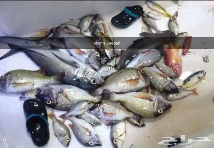 رحلات بحرية ( صيد-نزهة-سباحة ) 8