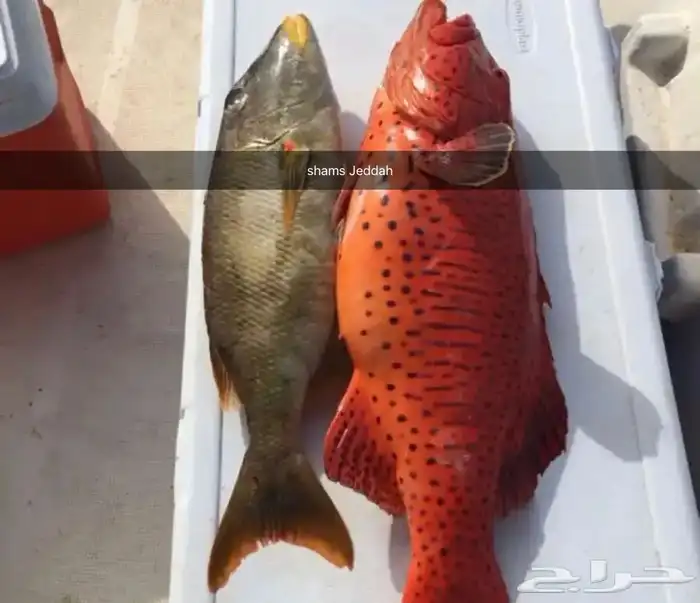 رحلات بحرية ( صيد-نزهة-سباحة ) 5