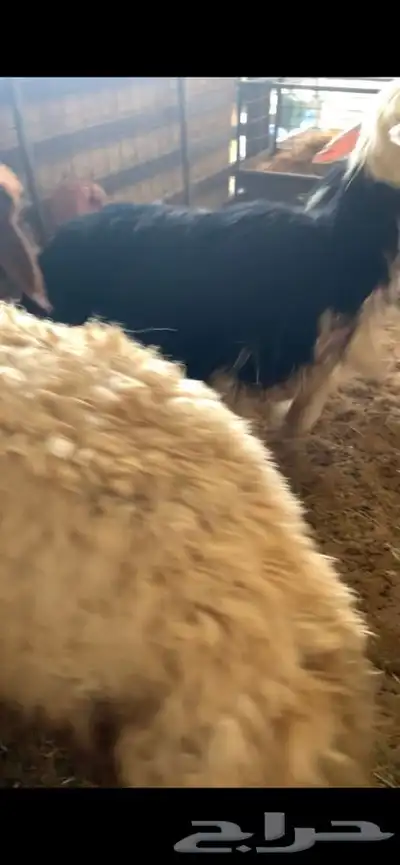 ذبايح حري نعيمي نجدي وبسعار مناسبه يوجد خدمه الذبح والتوصيل 2