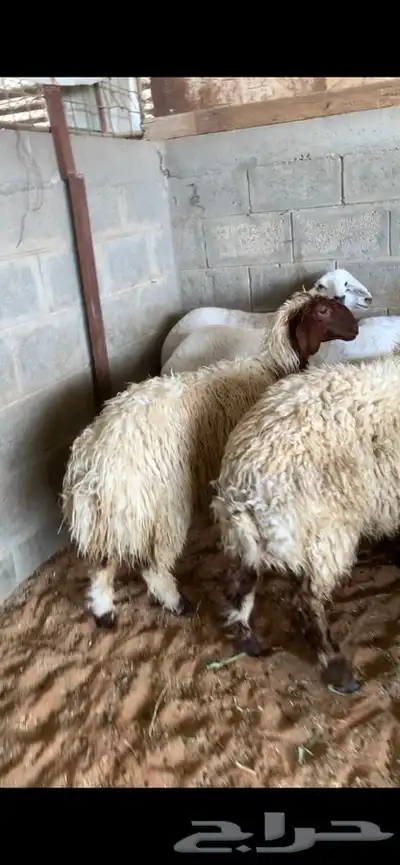 ذبايح حري نعيمي نجدي وبسعار مناسبه يوجد خدمه الذبح والتوصيل 21