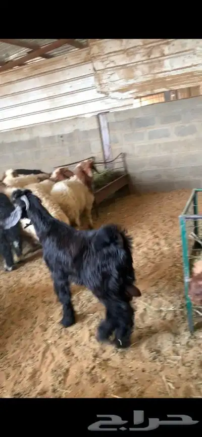 ذبايح حري نعيمي نجدي وبسعار مناسبه يوجد خدمه الذبح والتوصيل 6