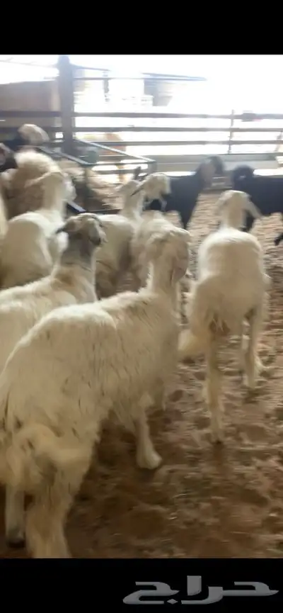 ذبايح حري نعيمي نجدي وبسعار مناسبه يوجد خدمه الذبح والتوصيل 18