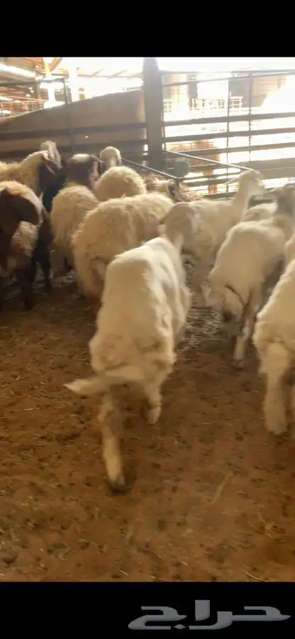 ذبايح حري نعيمي نجدي وبسعار مناسبه يوجد خدمه الذبح والتوصيل 17