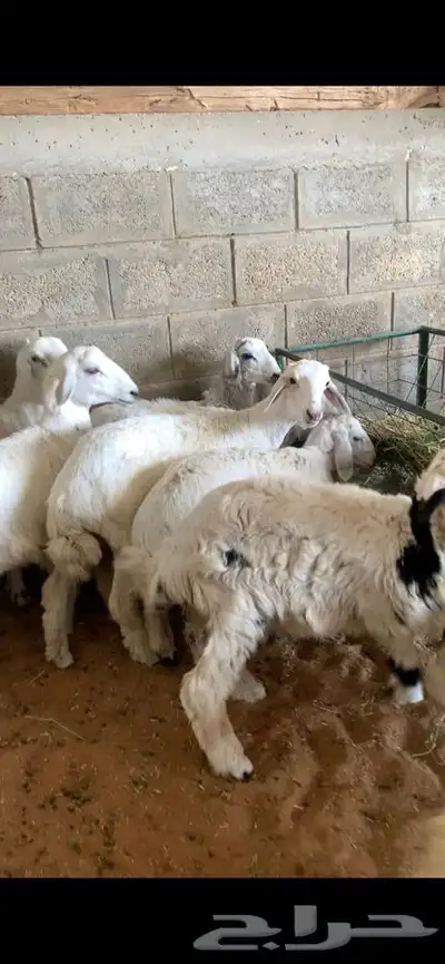 ذبايح حري نعيمي نجدي وبسعار مناسبه يوجد خدمه الذبح والتوصيل 20