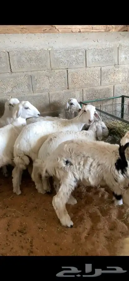 ذبايح حري نعيمي نجدي وبسعار مناسبه يوجد خدمه الذبح والتوصيل 20