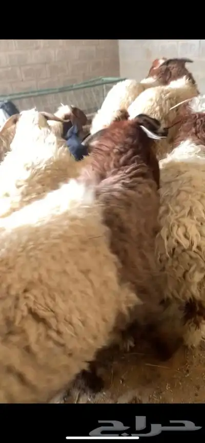 ذبايح حري نعيمي نجدي وبسعار مناسبه يوجد خدمه الذبح والتوصيل 12