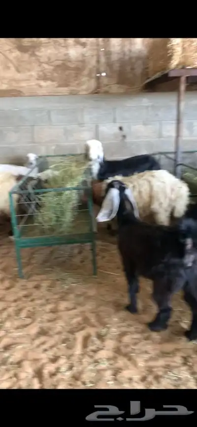 ذبايح حري نعيمي نجدي وبسعار مناسبه يوجد خدمه الذبح والتوصيل 24
