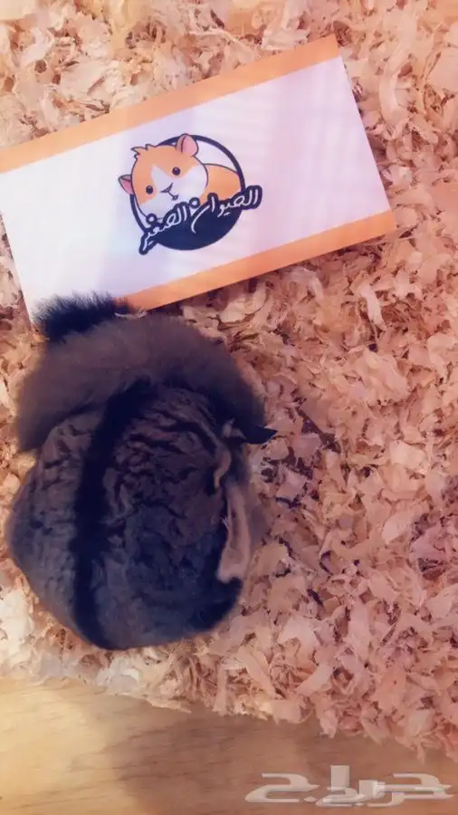 شوقر قلايدر متوفر تمارا 2