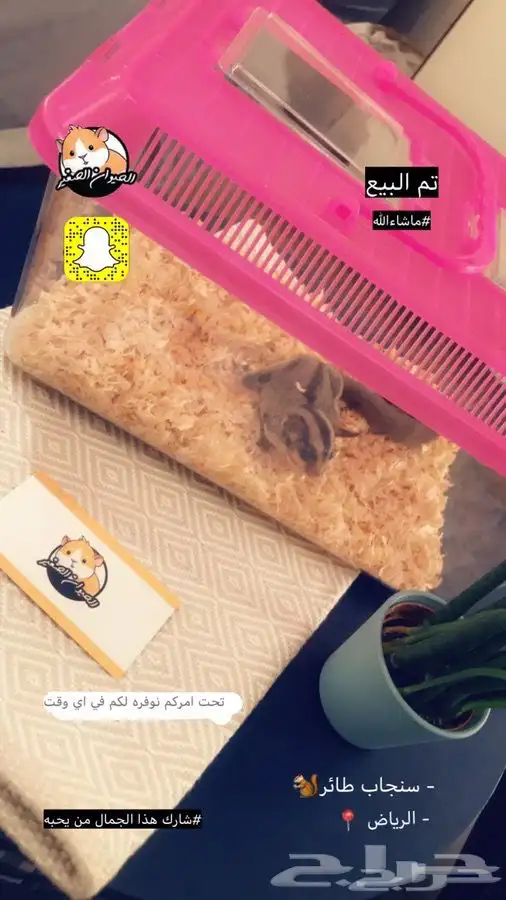 شوقر قلايدر متوفر تمارا 3