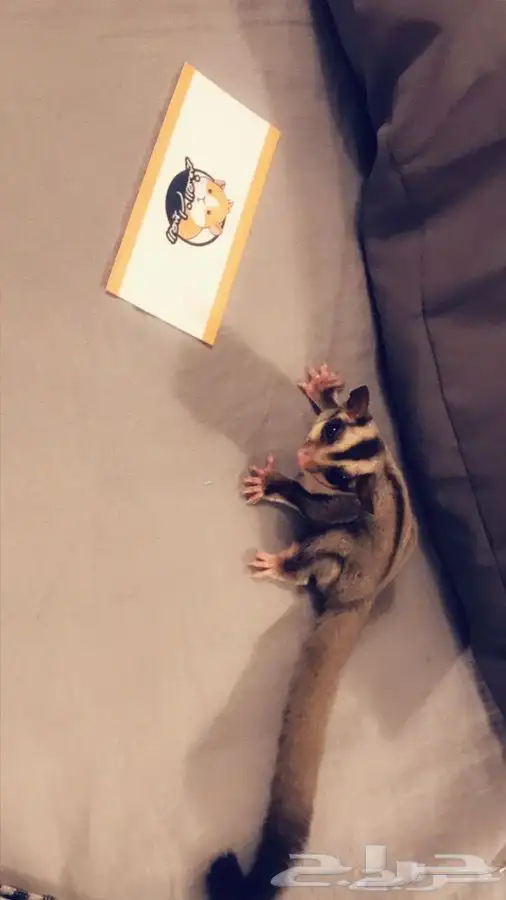 شوقر قلايدر متوفر تمارا 1