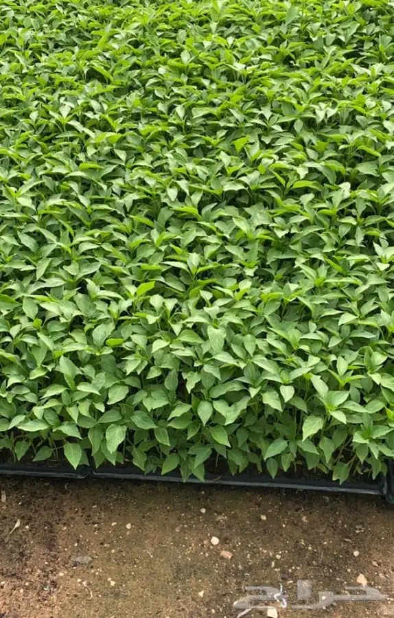 بذور فلفل شقراء نقي وخالي من الشوائب 6