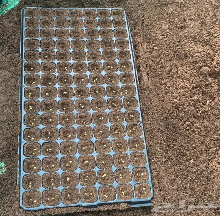 بذور فلفل شقراء نقي وخالي من الشوائب 5