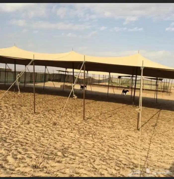 مظلات حلال مظلات غنم 20