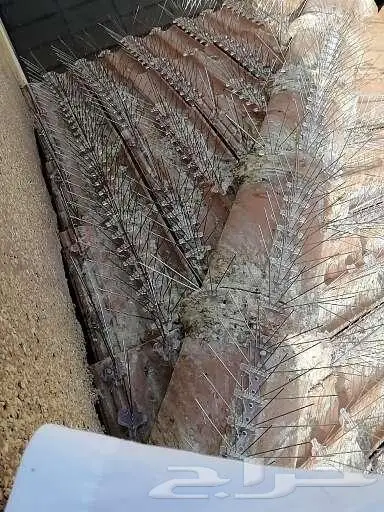 تركيب شبك مانع الحمام بالمدينة 0536591696 16