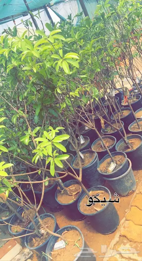شتلات واشجار داخليه وخارجيه وفخار باسعار طيبه 1