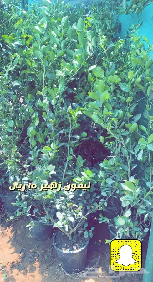 شتلات واشجار داخليه وخارجيه وفخار باسعار طيبه 0