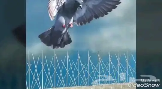 تركيب شبك مانع الحمام بالمدينة 0536591696 5