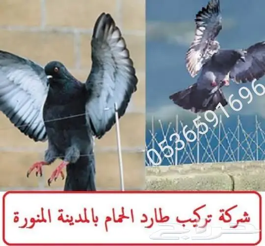 تركيب شبك مانع الحمام بالمدينة 0536591696 2