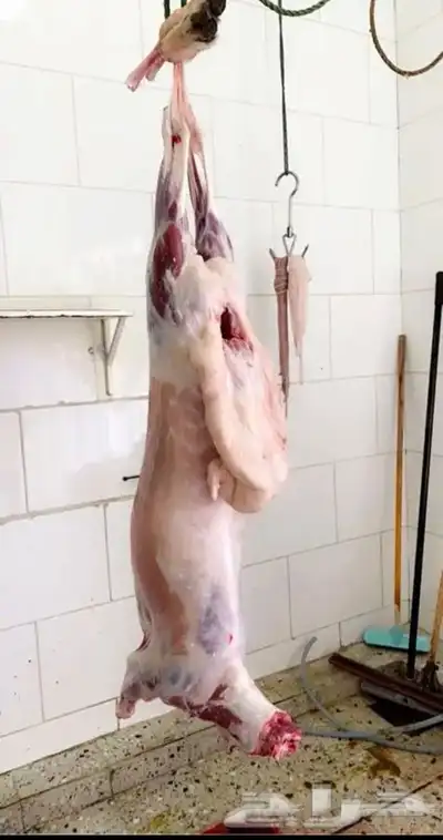 ذبايح مسلوخه جاهزه تجيك لين حد بيتك 3