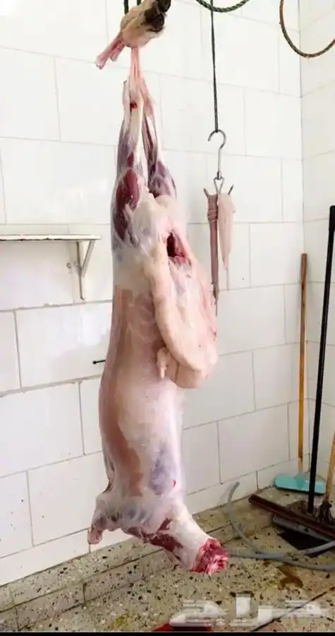 ذبايح مسلوخه جاهزه تجيك لين حد بيتك 3