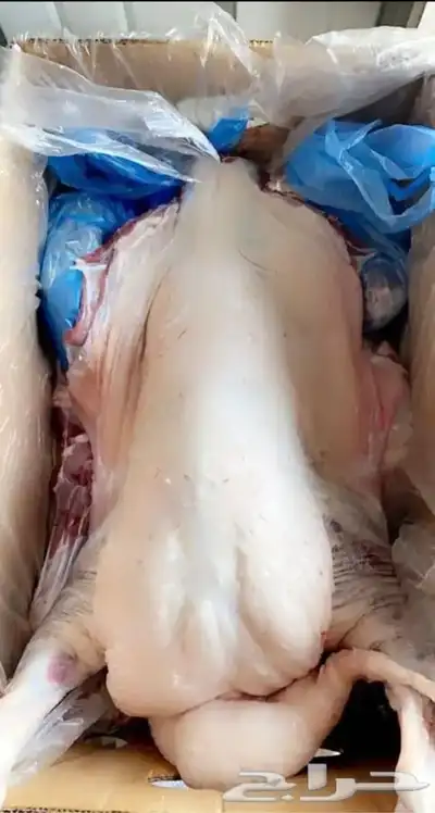 ذبايح مسلوخه جاهزه تجيك لين حد بيتك 0