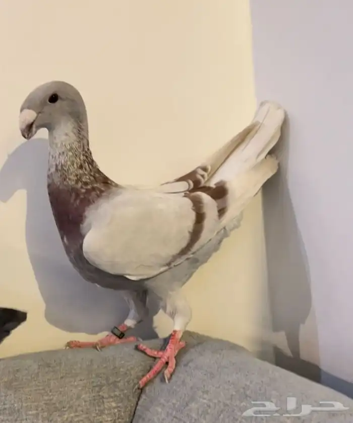 (تم البيع )هومرذكر وفرده 0