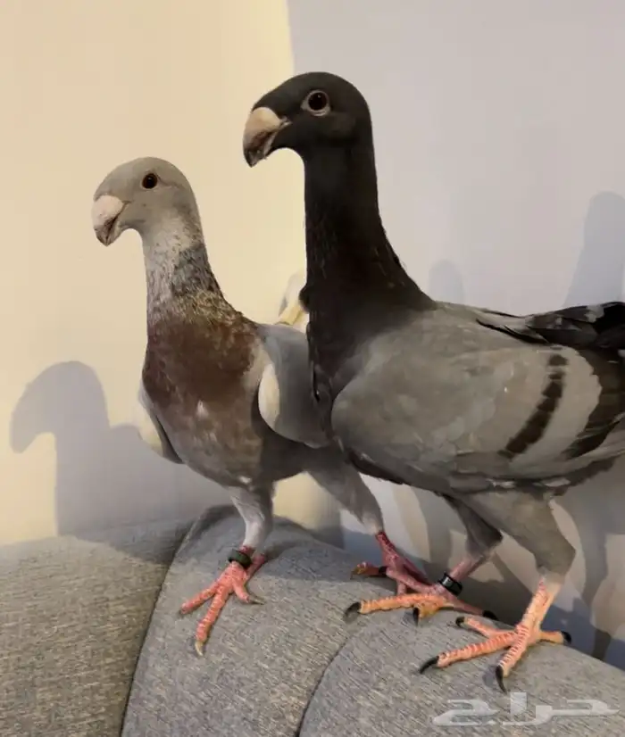 (تم البيع )هومرذكر وفرده 4