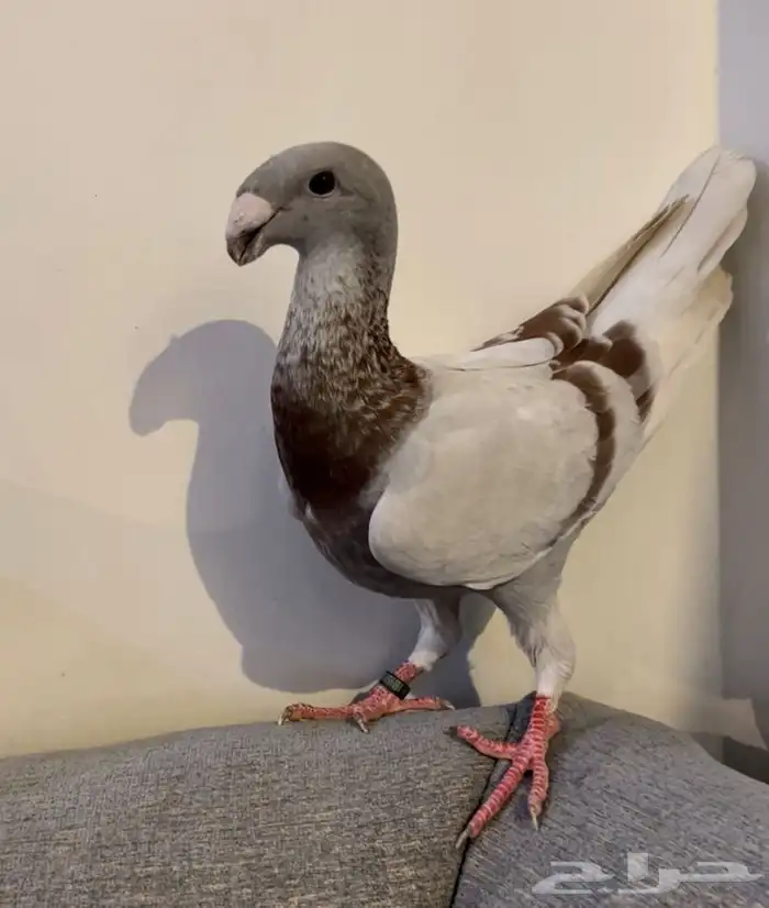 (تم البيع )هومرذكر وفرده 3