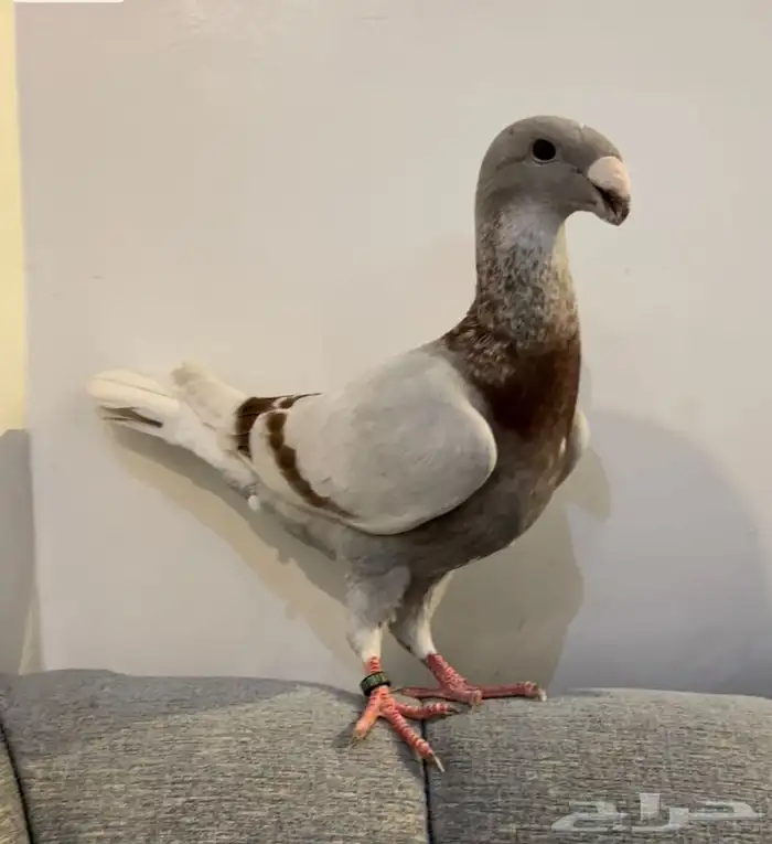 (تم البيع )هومرذكر وفرده 5