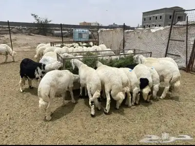 ذبايح مسلوخه جاهزه تجيك لين حد بيتك 4
