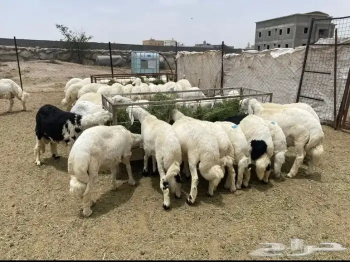 ذبايح مسلوخه جاهزه تجيك لين حد بيتك 4