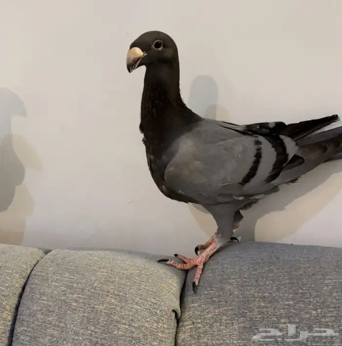 (تم البيع )هومرذكر وفرده 2