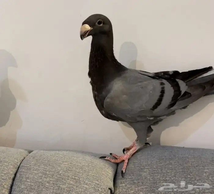 (تم البيع )هومرذكر وفرده 1