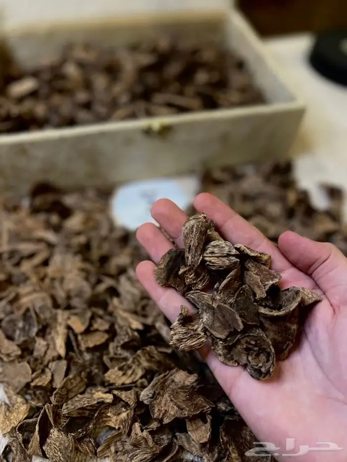 عود ماليزي غابات صباح قديم و مخزن والبيع سمح 0