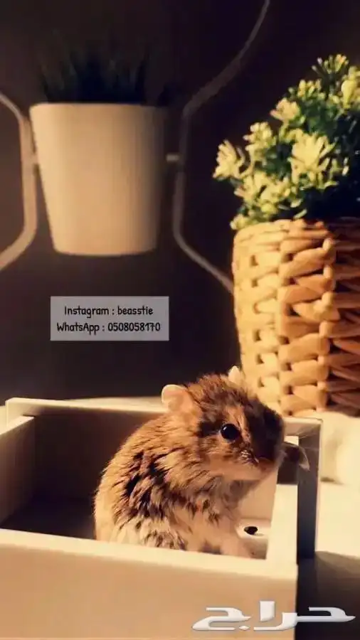 هامستر متوفر تمارا 3