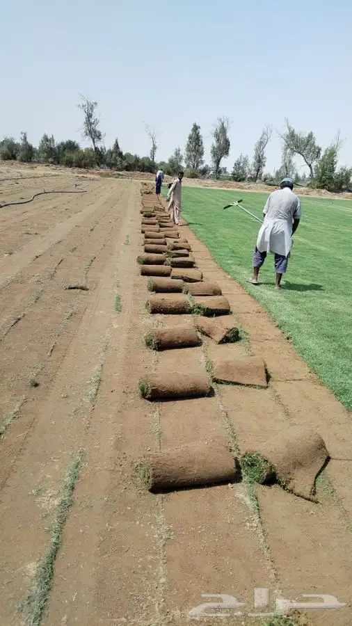 ثيل انجيله عشب اخضر طبيعي 1